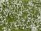 Une pelouse verte parsemée de petites fleurs blanches, réparties sur toute la surface, qui représente un jardin printanier en fleurs.