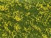 NOCH 07255 Plante couvre-sol aménagement paysager jaune