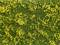 Des fleurs jaunes sont dispersées sur une surface d'herbe verte, créant ainsi un aspect contrasté et vivant.