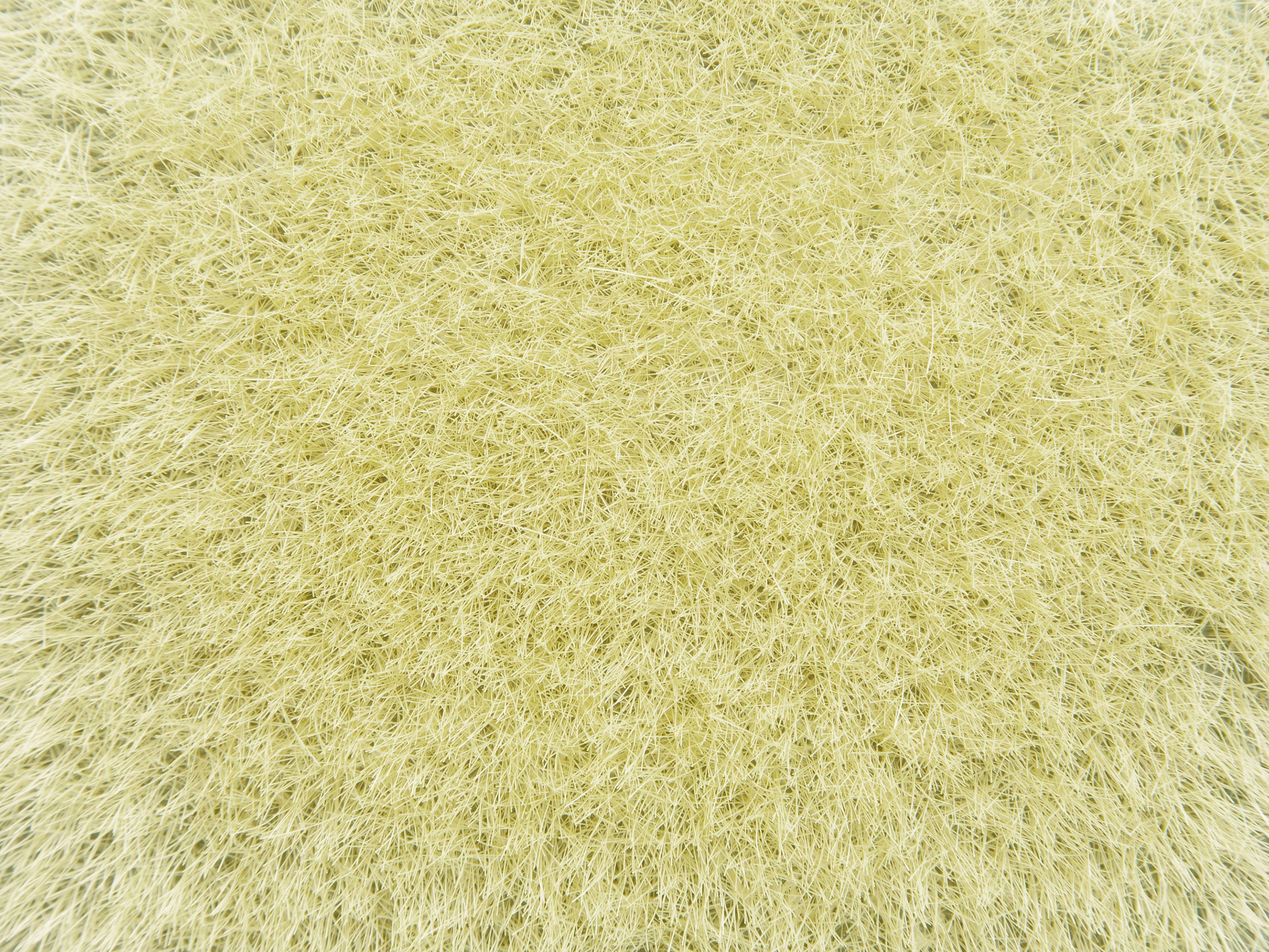 Gros plan sur un champignon moisi jaunâtre en croissance sur une surface. La structure fine et pelucheuse suggère une colonie dense.