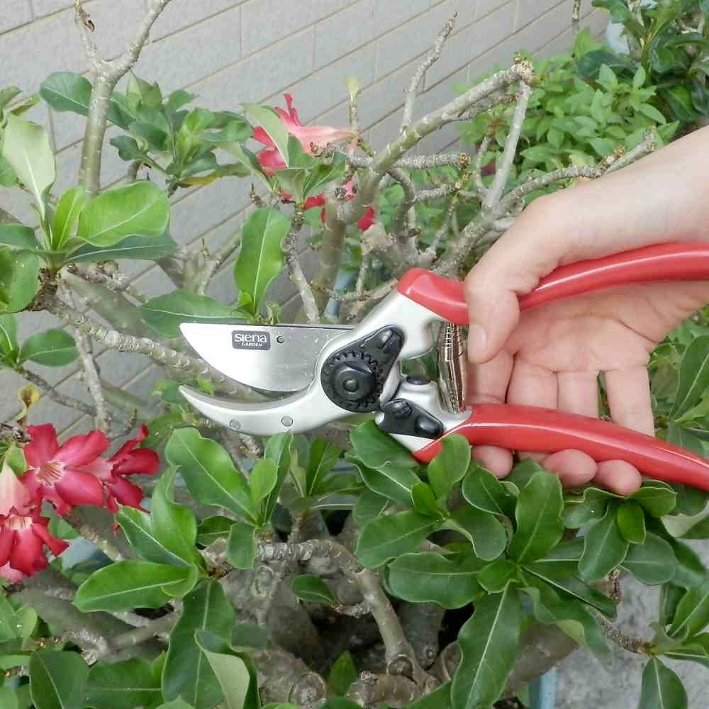 Une main tient un sécateur rouge et coupe une branche d'un arbuste en fleurs aux fleurs rouges.