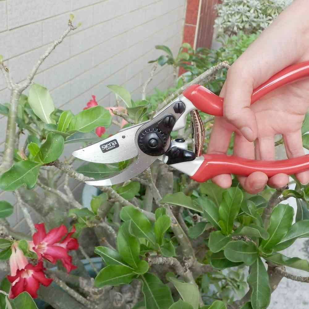 Une main coupe une branche avec des feuilles vertes à l'aide d'un sécateur rouge, provenant d'un arbuste en fleurs.