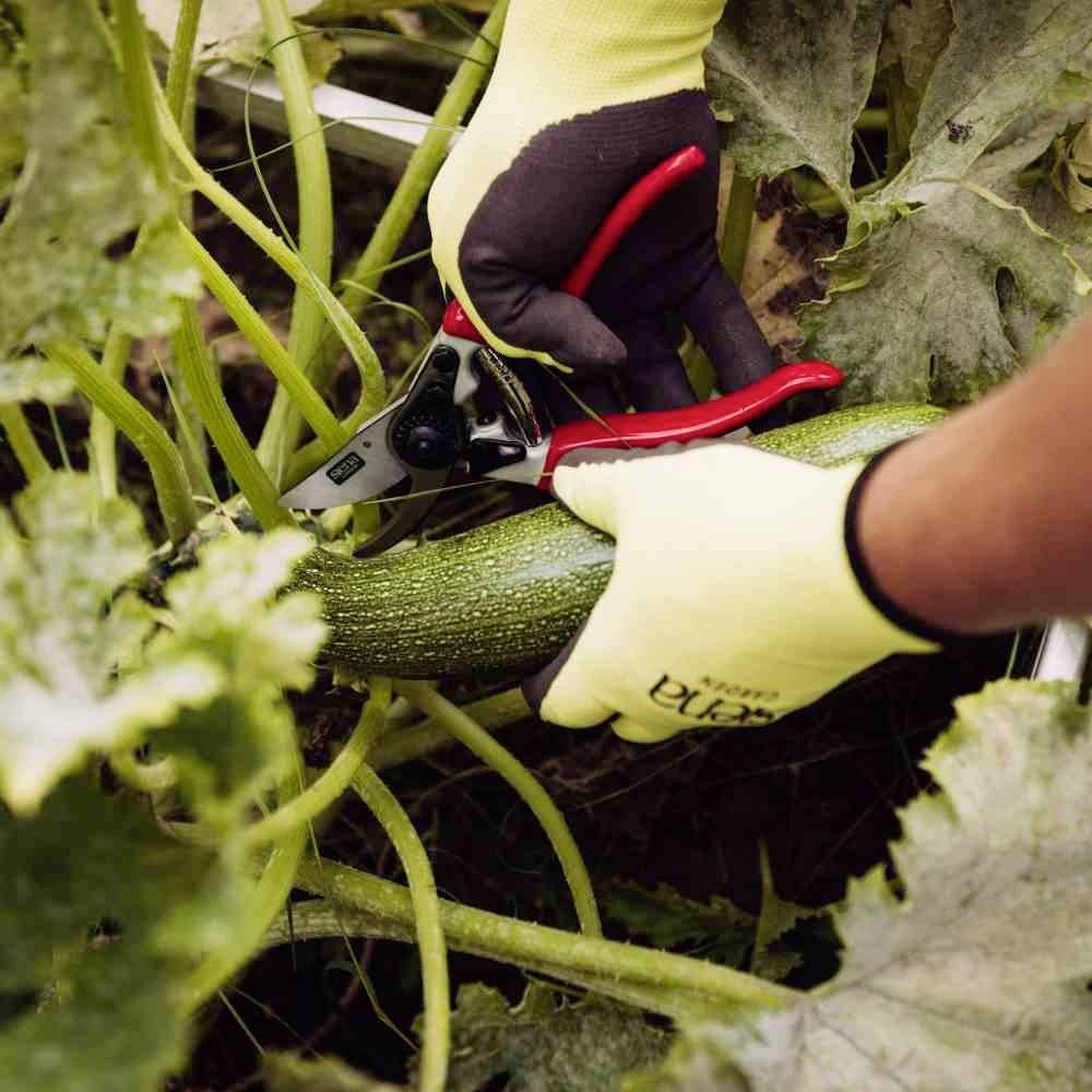 Une main gantée tient des ciseaux rouges et coupe une grande courgette verte de la plante dans le jardin.