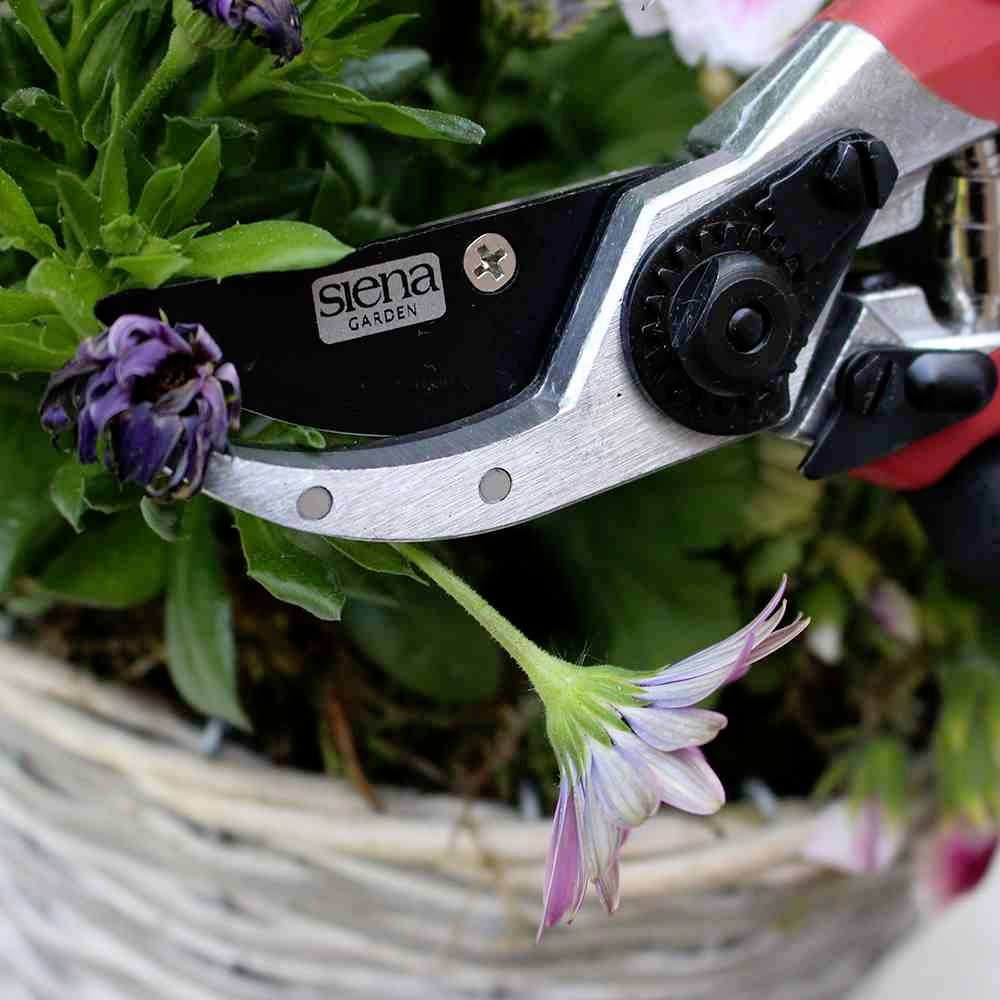 Une paire de sécateurs coupe une fleur fanée dans un panier.