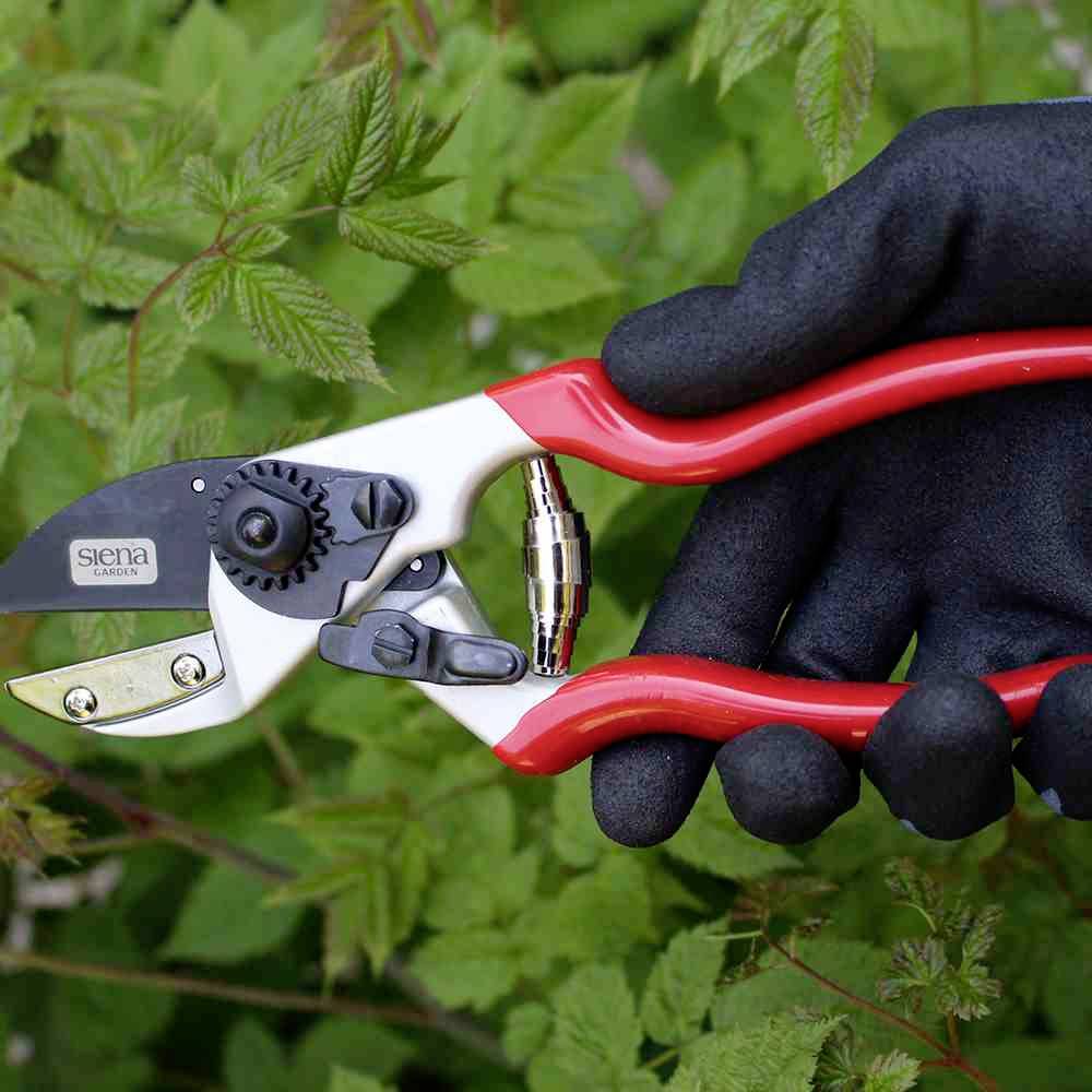Une ébrancheur rouge avec un manche noir est tenue par une personne portant un gant noir. Des feuilles vertes sont visibles en arrière-plan.