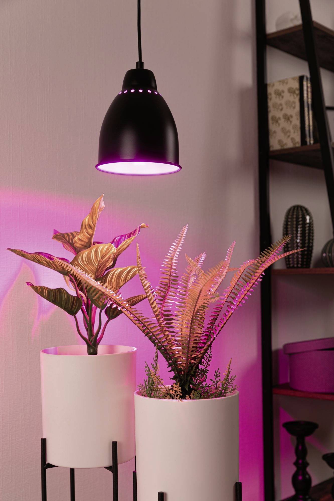 Deux plantes d'intérieur dans des pots blancs élégants, éclairées par une lampe suspendue noire projetant une lumière rose. Une étagère est visible en arrière-plan.