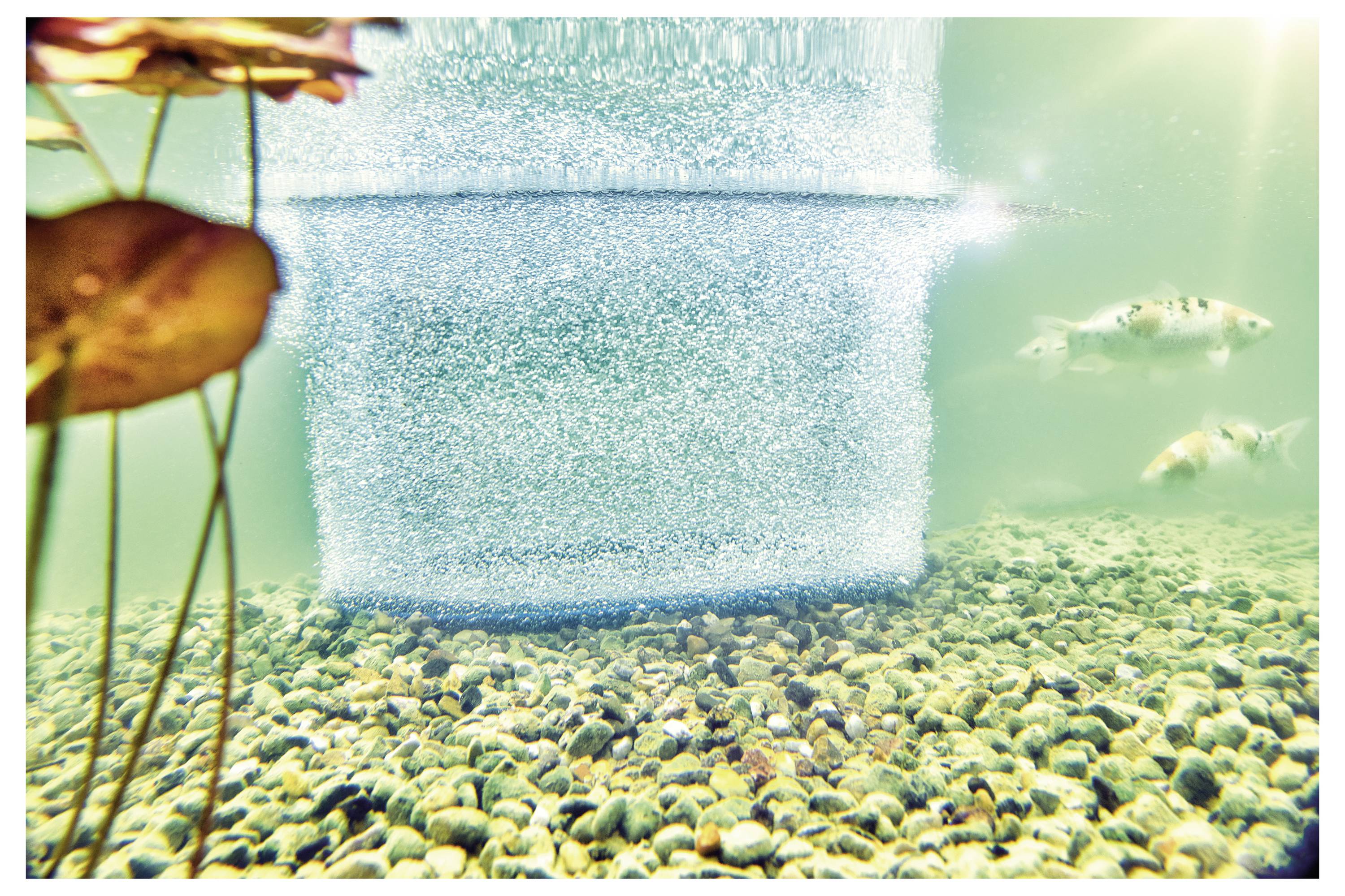 Vue sous-marine montrant des bulles d'air remontant du fond, entourées de poissons et de rochers, avec des nénuphars visibles au-dessus.