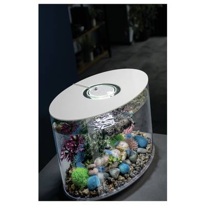 Un aquarium incurvé avec des rochers décoratifs, des coraux colorés et un éclairage LED, placé sur une table dans un environnement de pièce moderne.