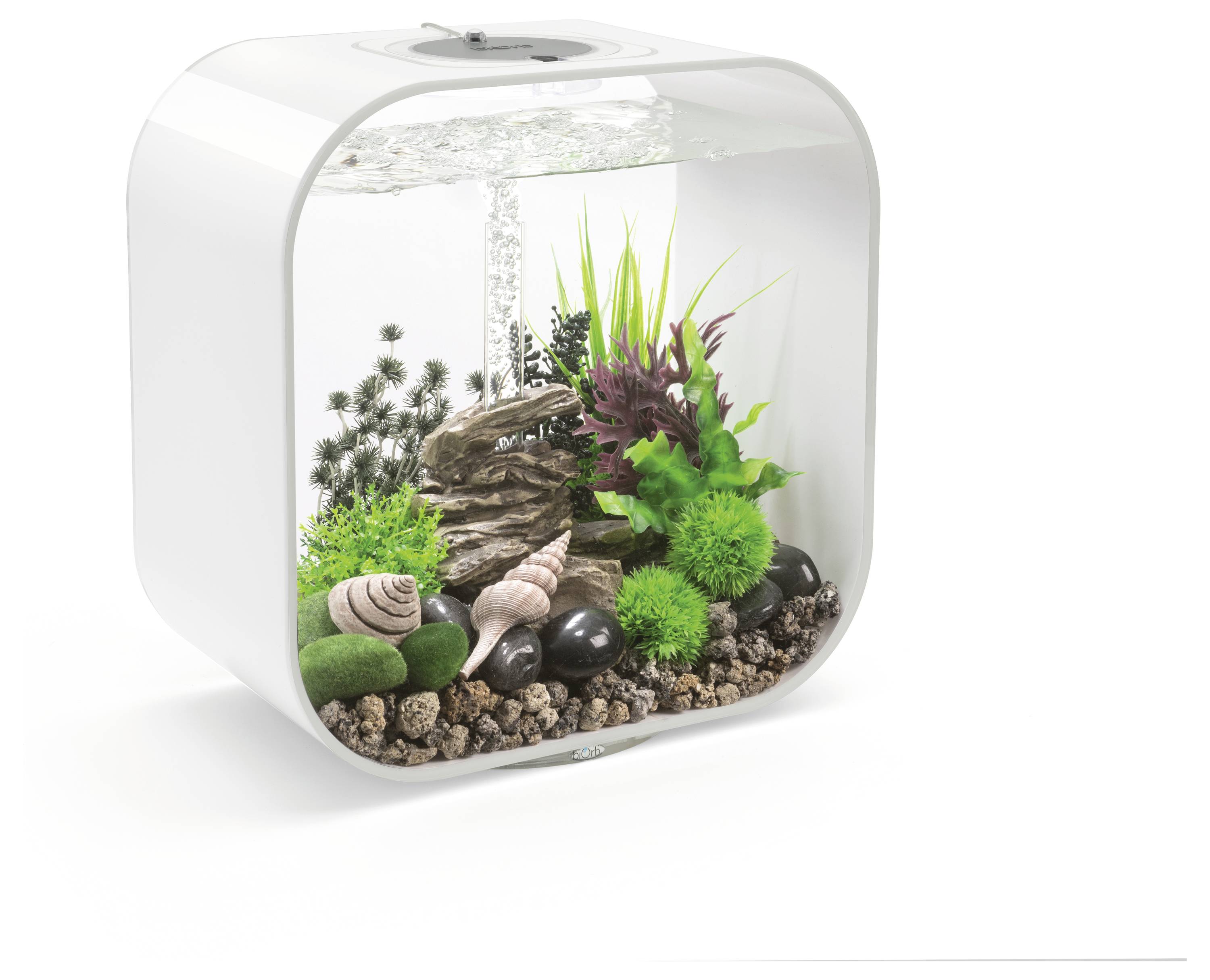 Un petit aquarium moderne avec des rochers, différentes plantes vertes et des coquillages décoratifs, rempli d'eau, sur un fond blanc.