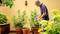 Un homme arrose des plantes en pot dans un jardin intérieur ensoleillé. En arrière-plan, on aperçoit un mur jaune avec une lampe.