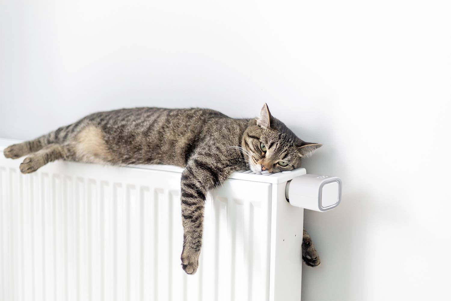 Shelly TRV Shelly Thermostat de radiateur Wi-Fi-7