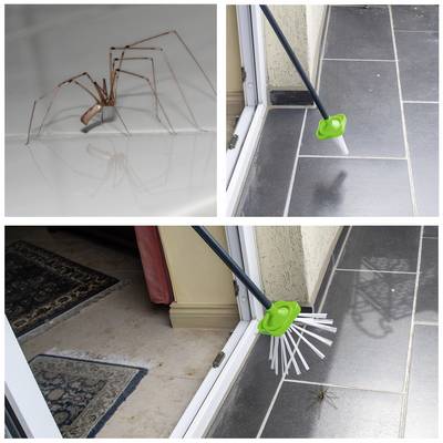La collage d'images montre un long et fin instrument de capture d'insectes. En haut : une araignée. En bas : l'instrument est utilisé pour enlever l'araignée.