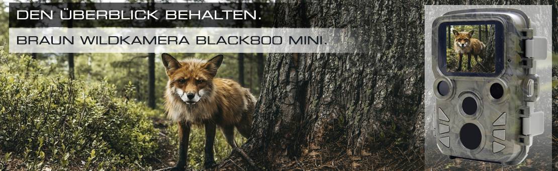 Un renard dans la forêt regarde l'objectif. À droite, une image de la 'Braun Scouting Cam Black800 Mini' avec ses fonctions en dessous.