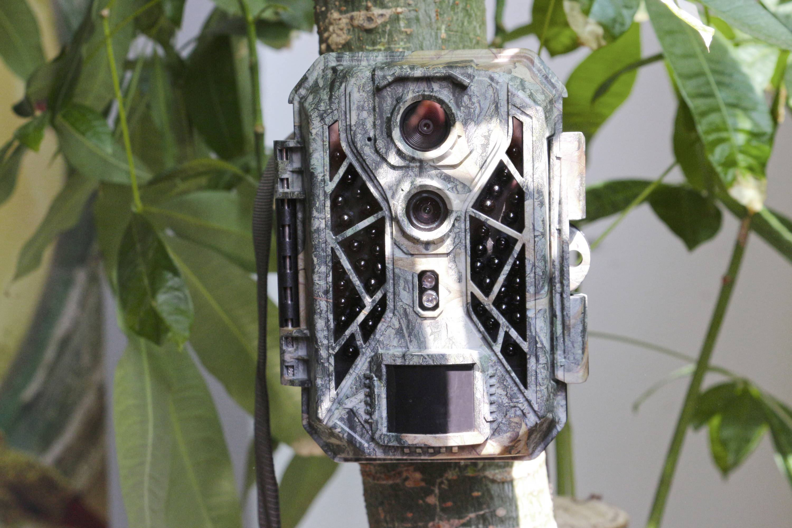 Caméra de surveillance fixée à un tronc d'arbre, entourée de feuilles vertes.