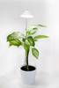 Venso Lampe pour plantes à LED, croissance SUNLiTE XL 25 W Weiß 230 V LED intégrée 25 W blanc neutre 1 pc(s)