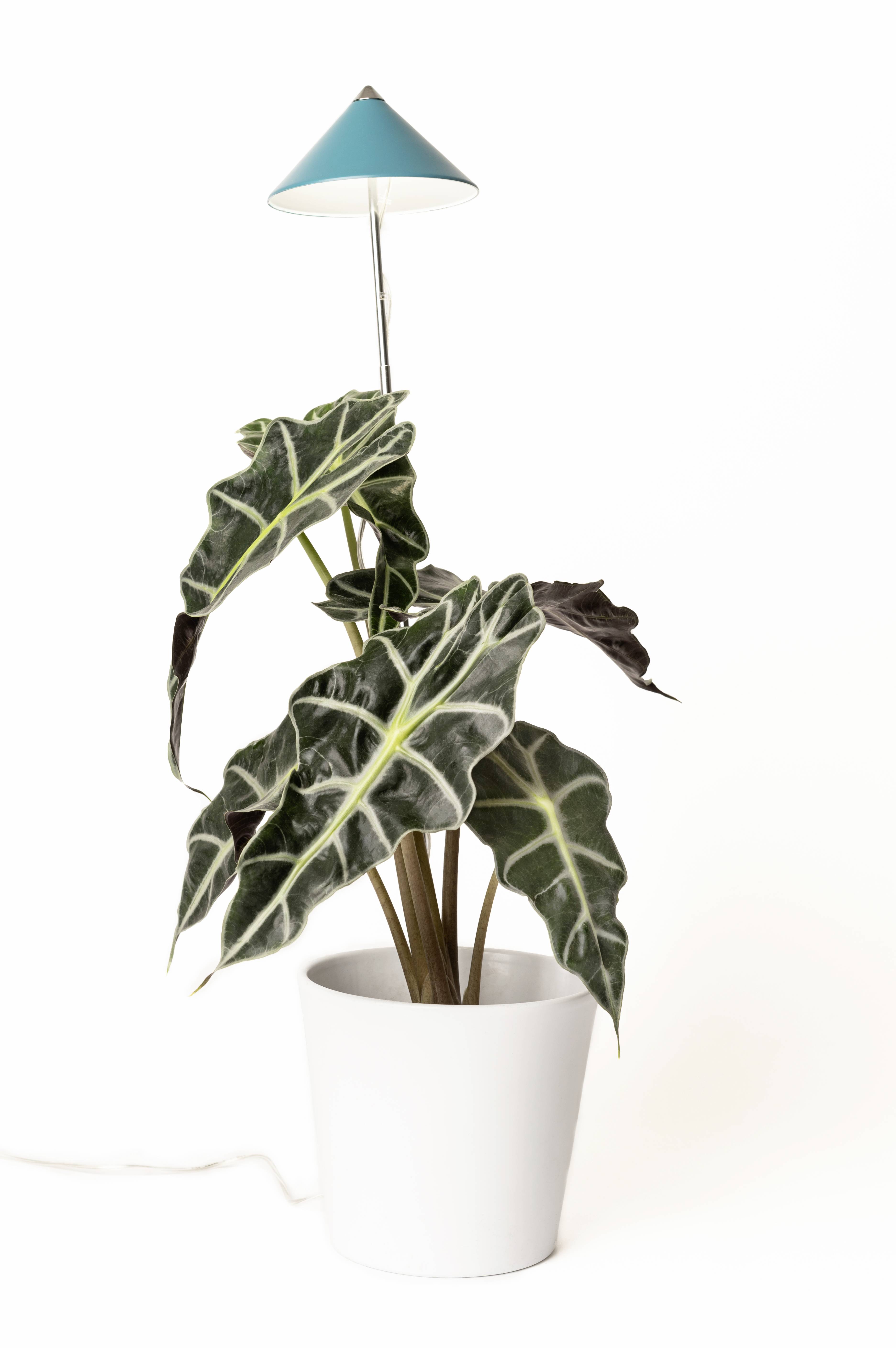 Une plante d'Alocase dans un pot de fleurs blanc, avec de grandes feuilles vert foncé et des nervures blanches prononcées, éclairée par une petite lampe.