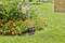 Un arroseur automatique irrigue un jardin aux fleurs jaunes et orangées, entouré d'herbe verte.