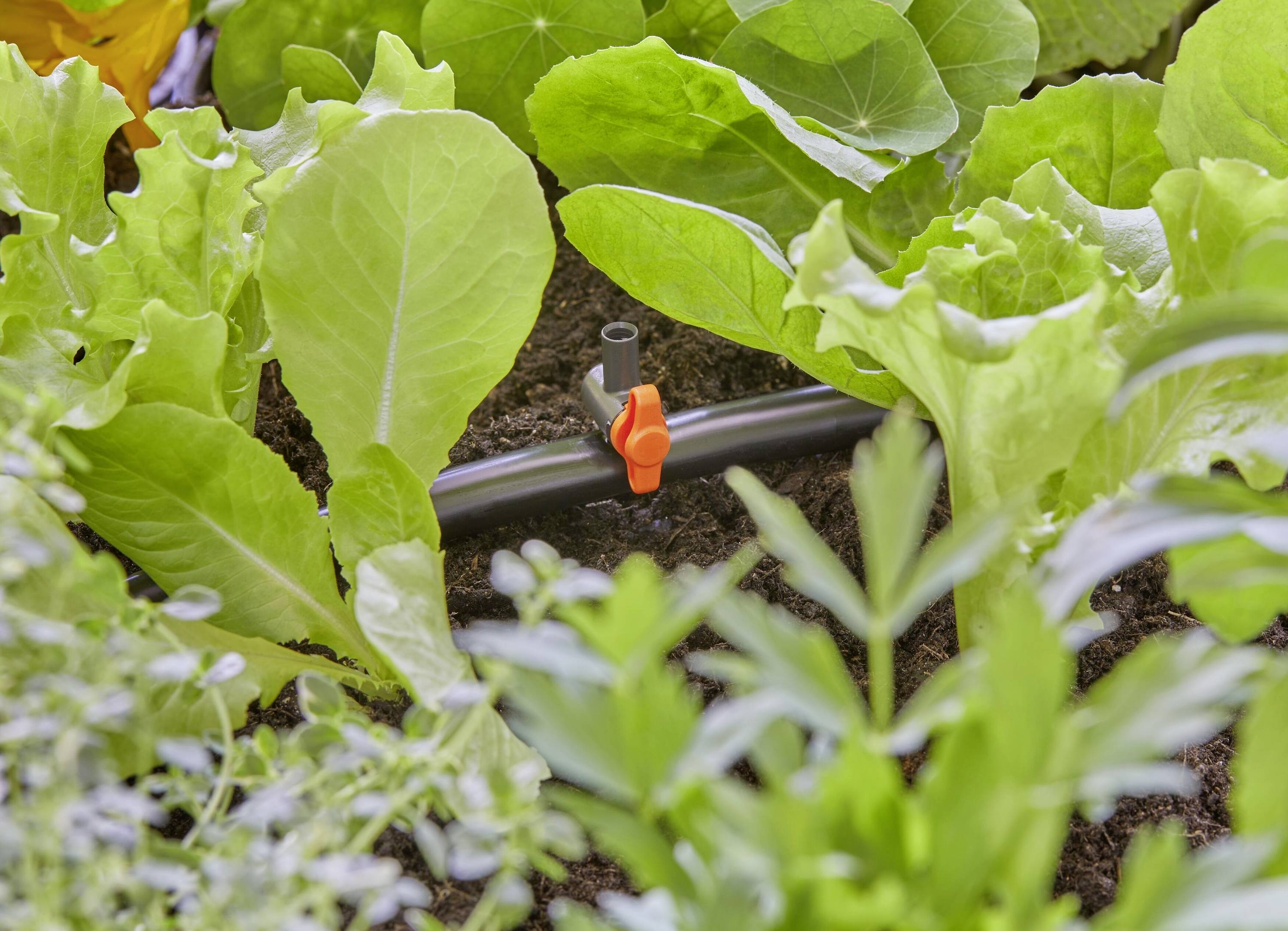 Un tuyau d'arrosage avec une valve orange est posé entre des plants de salade verts dans un carré de jardin.