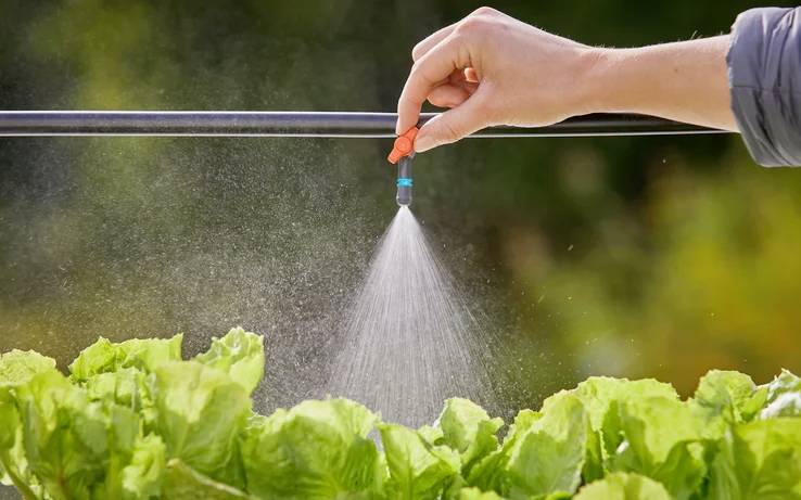 Une main ajuste une buse de pulvérisation arrosant des plants de laitue verte, illustrant l'irrigation dans l'agriculture.