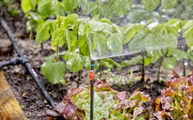Un arroseur automatique irrigue un jardin rempli de plantes vertes luxuriantes et de laitues colorées, garantissant une croissance saine.