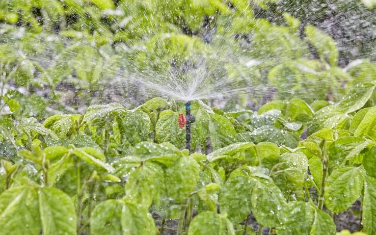 Un arroseur arrose des plantes vertes luxuriantes dans un jardin, créant un brouillard fin.