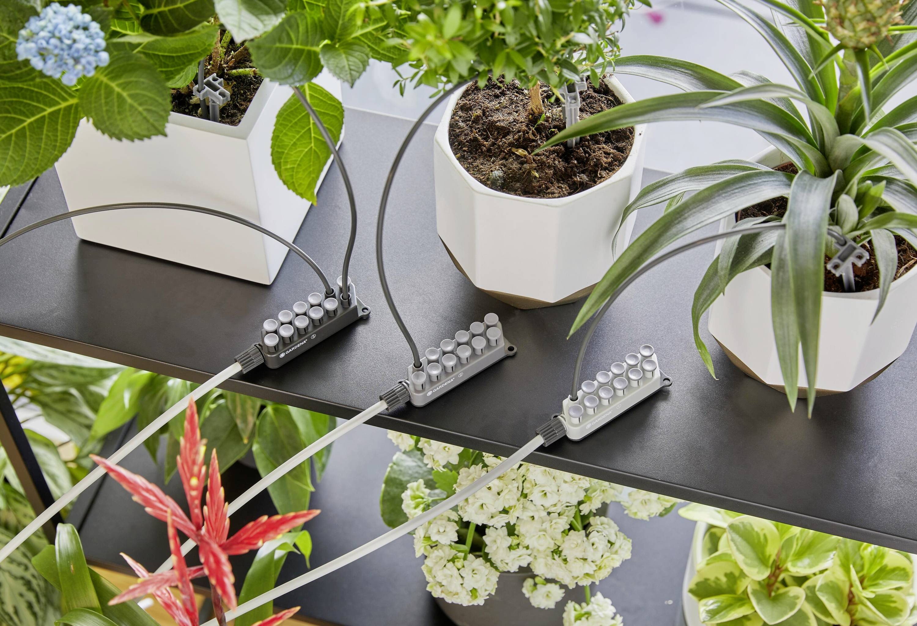 Plusieurs plantes d'intérieur sur une étagère, reliées à un système d'irrigation automatique, avec des tuyaux gris et des connecteurs.