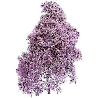 Un arbre en fleurs avec des fleurs roses abondantes. Les fleurs couvrent densément les branches de l'arbre.