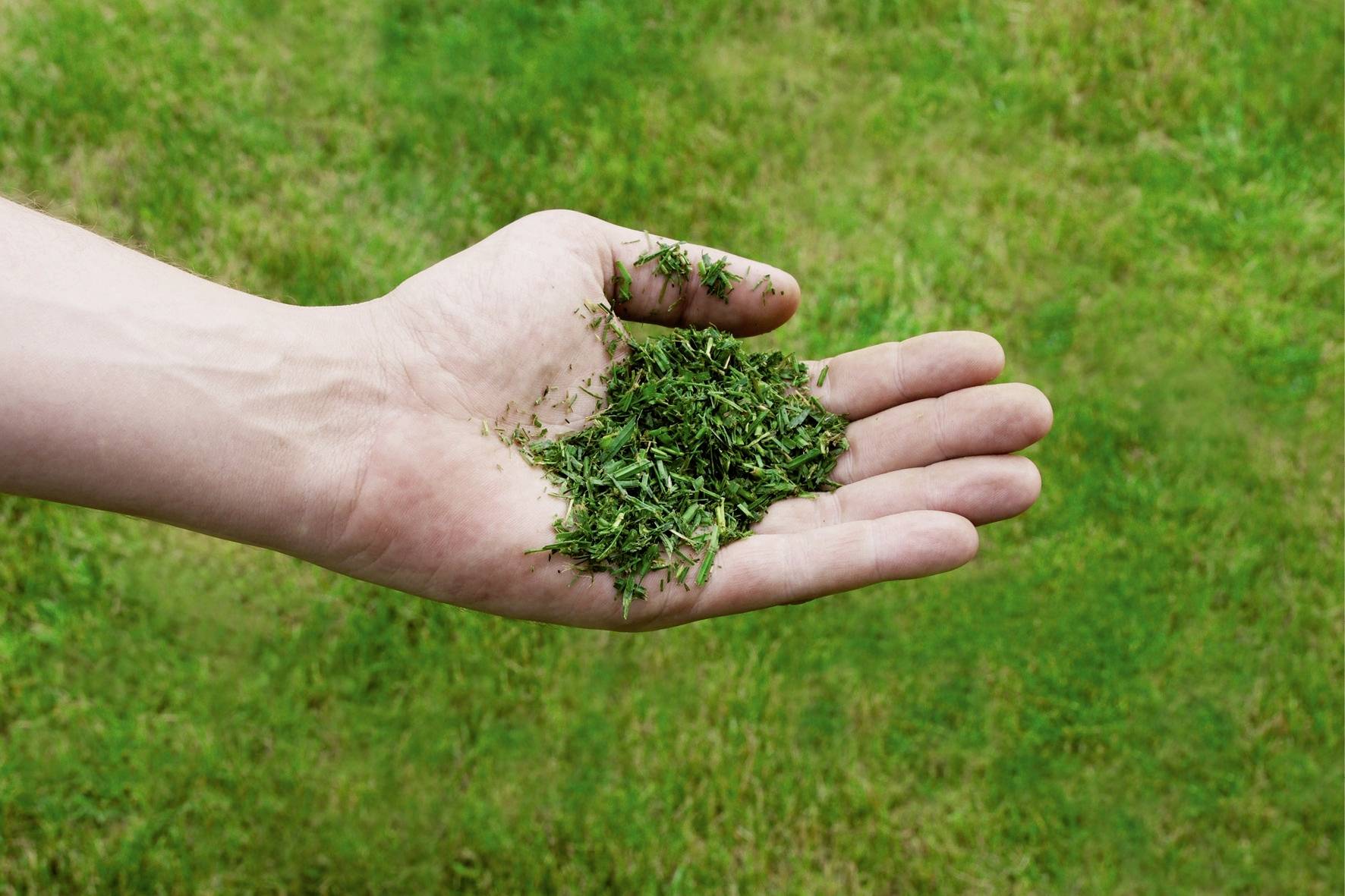 Une main tient de l'herbe fraîchement tondue au-dessus d'une prairie verte.