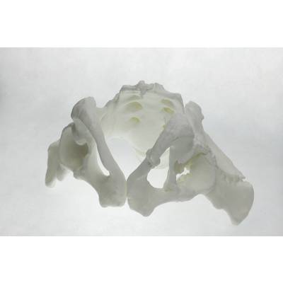 Modèle blanc d'un bassin humain imprimé en 3D, présenté sur un fond clair.