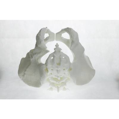 Modèle d'un bassin humain imprimé en 3D, vue frontale. Montre des structures osseuses complexes et des détails anatomiques.