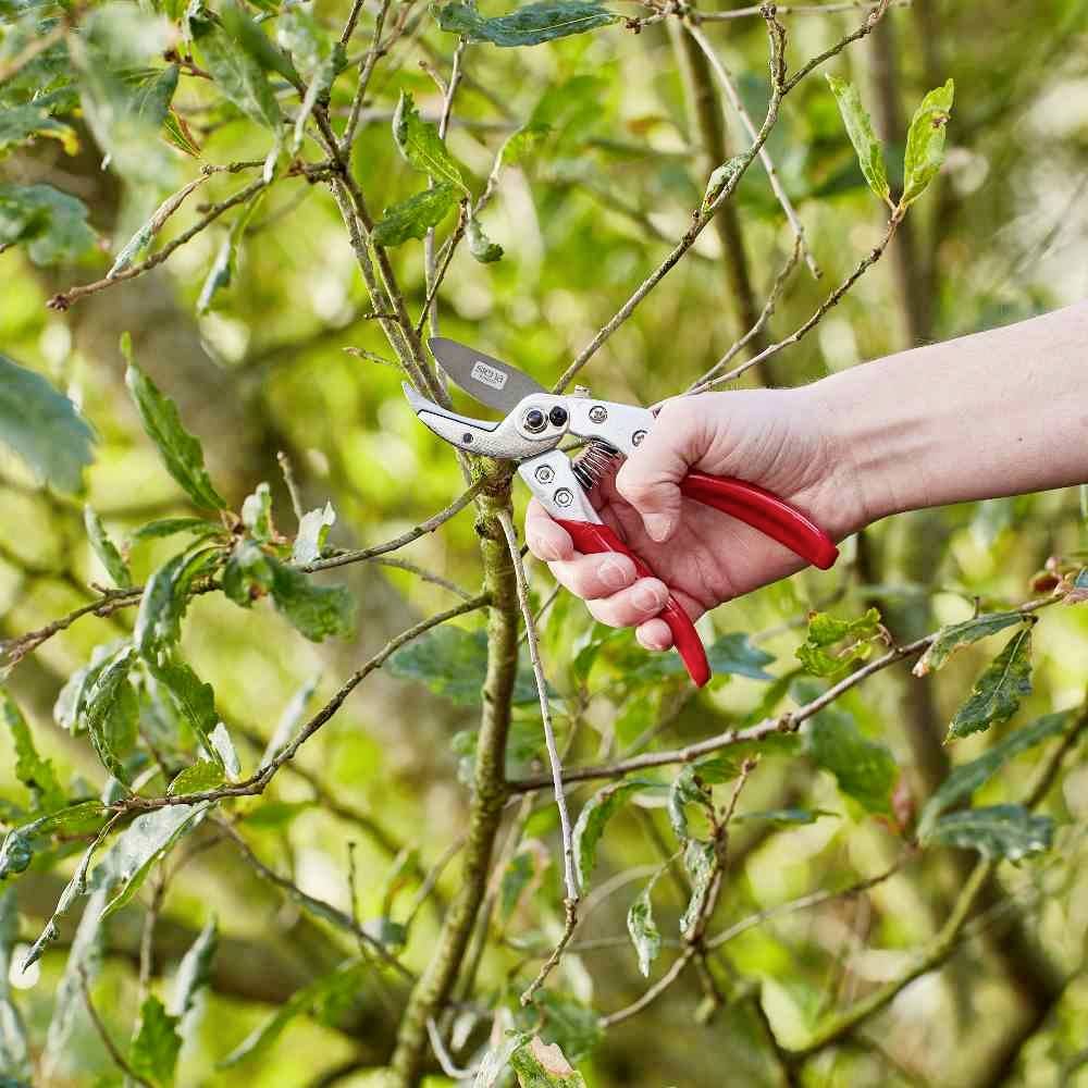 Une main tient un sécateur et coupe une fine branche d'un arbre aux feuilles vertes.