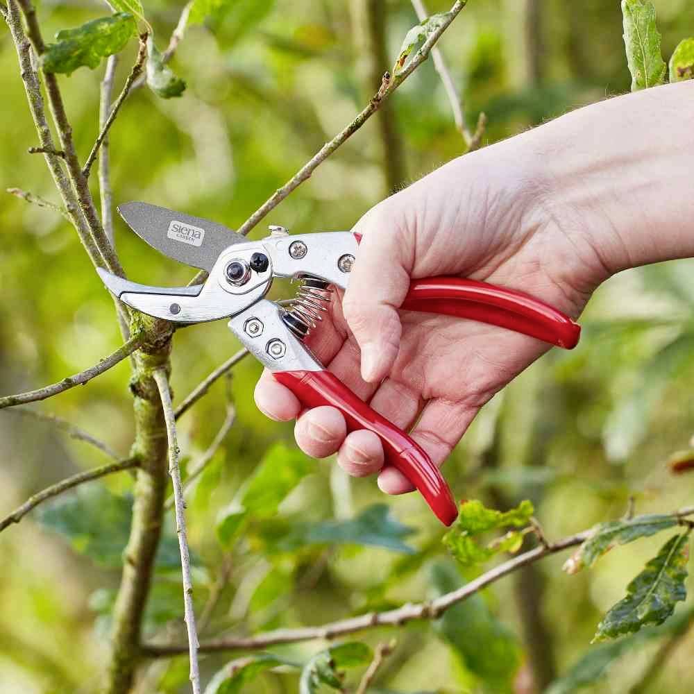 Une main tient un sécateur rouge et coupe une fine branche d'un arbre. Des feuilles vertes sont visibles en arrière-plan.