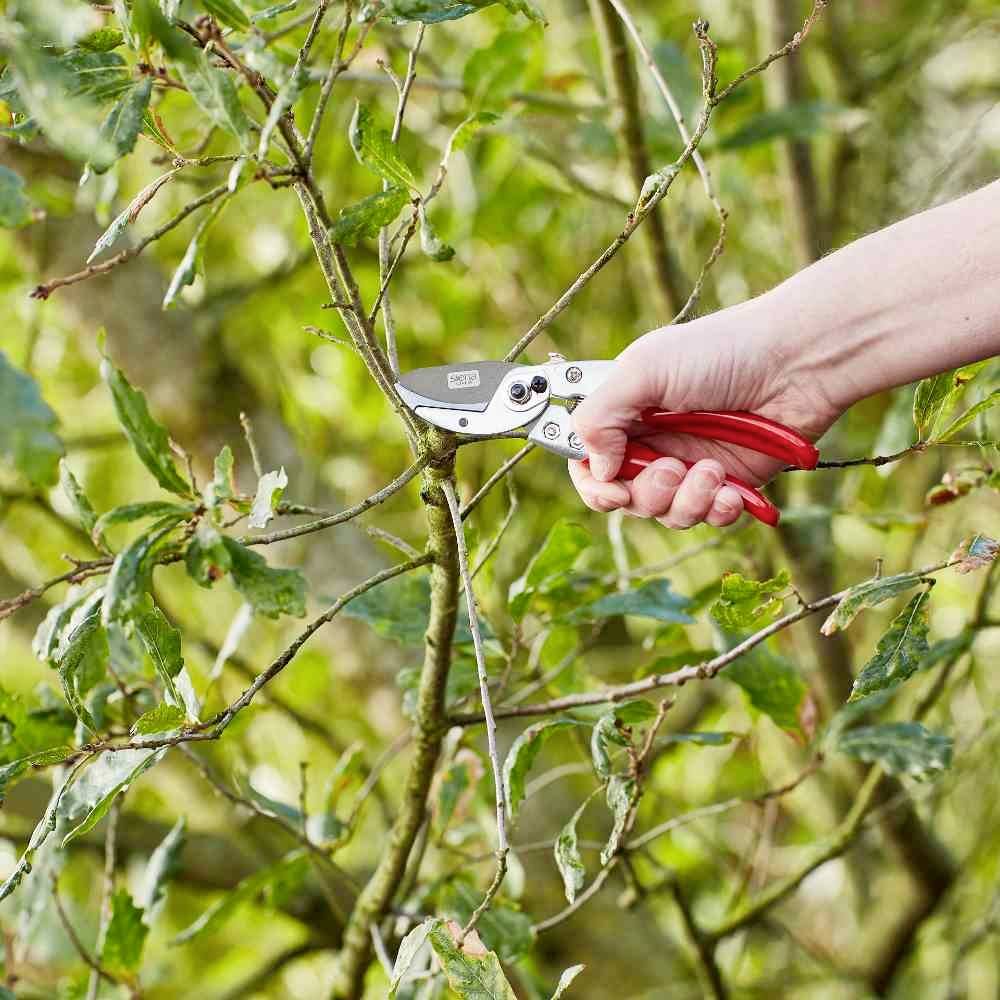 Une main coupe une branche avec un sécateur sur un arbre. L'arbre a des feuilles vertes, et la scène semble se dérouler dans un jardin.