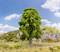 Un grand arbre vert se dresse devant un paysage vallonné avec des rochers en arrière-plan, sous un ciel bleu parsemé de nuages blancs.