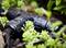 Un tuyau noir d'irrigation est dans le sol, entouré de petites plantes vertes. Le tuyau est partiellement recouvert de terre.