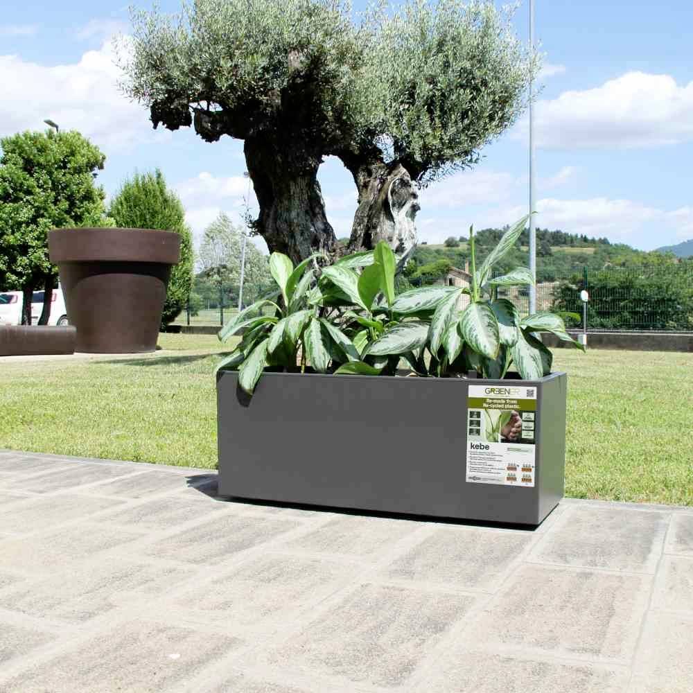 Grand pot de fleurs avec des plantes vertes sur une place pavée, avec un vieil arbre et des collines en arrière-plan.