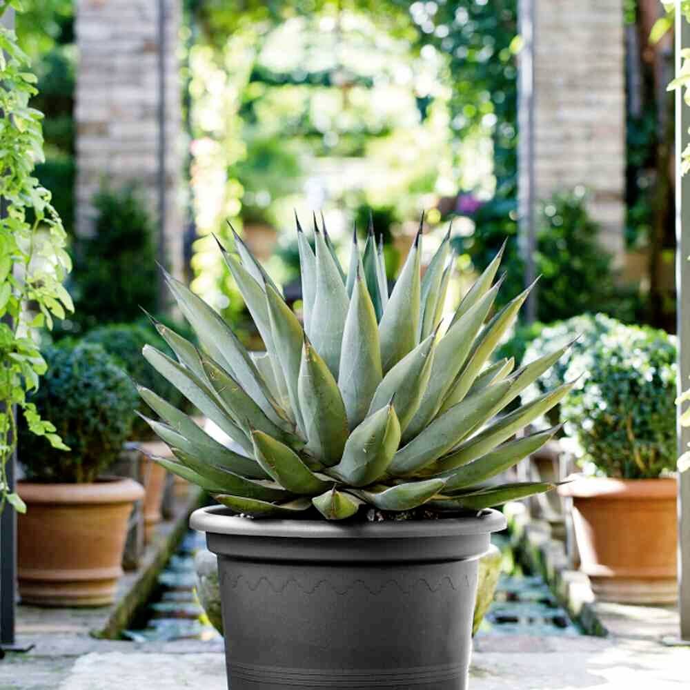 Un grand cactus vert dans un pot noir se trouve dans une cour intérieure aux murs de briques, entouré d'autres plantes et pots.