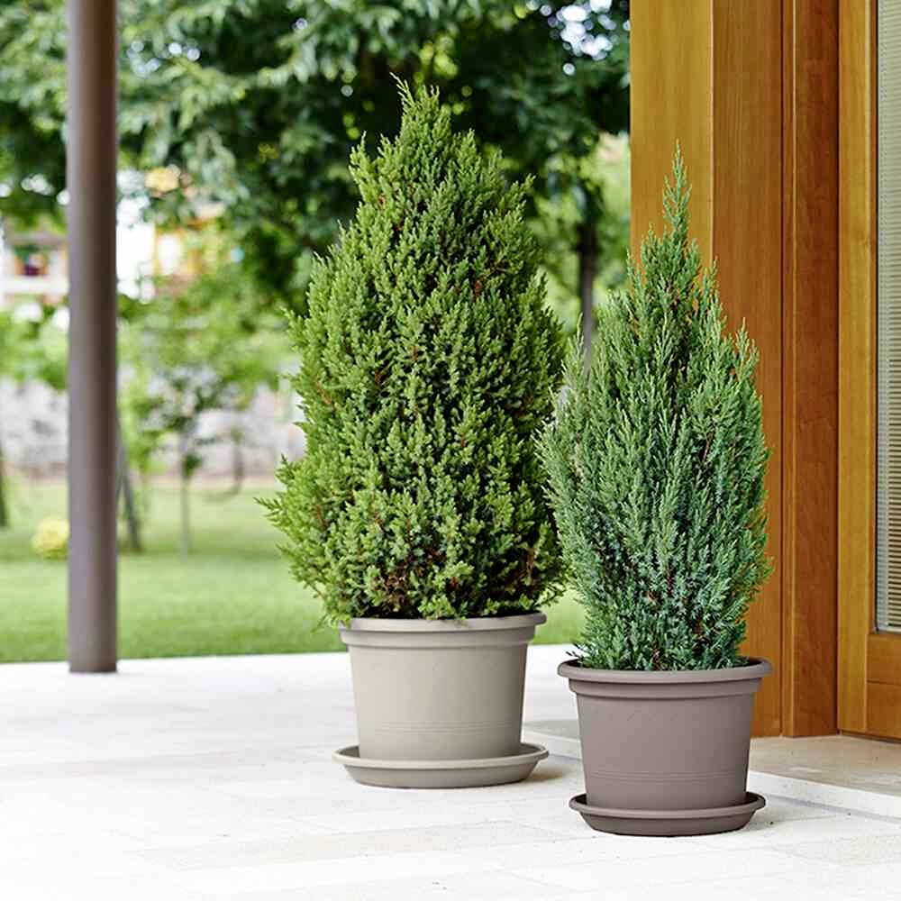 Deux pots contenant de petits conifères sont placés sur une terrasse devant une fenêtre en bois. À l'arrière-plan, on aperçoit un jardin avec une pelouse.