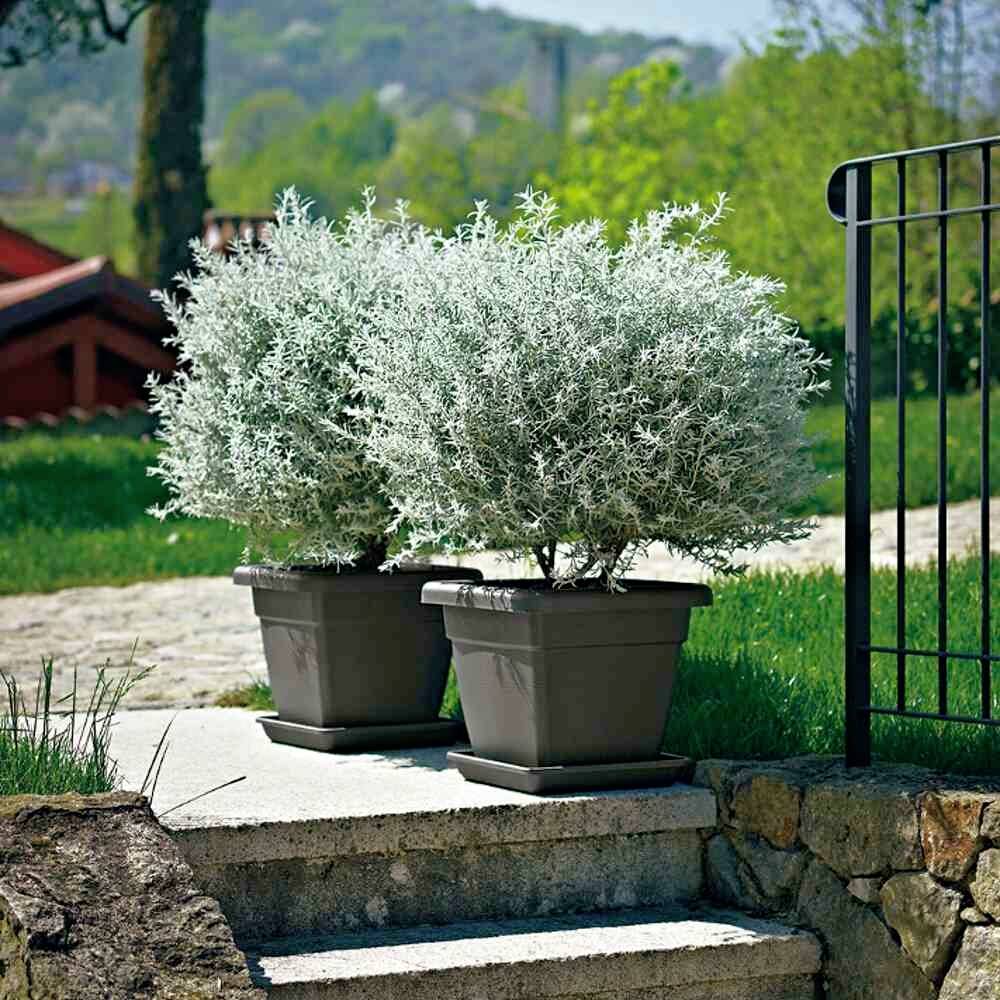 Deux plantes en pot sont côte à côte sur un escalier en pierre à l'extérieur, entourées d'un paysage verdoyant et d'arbres en arrière-plan.