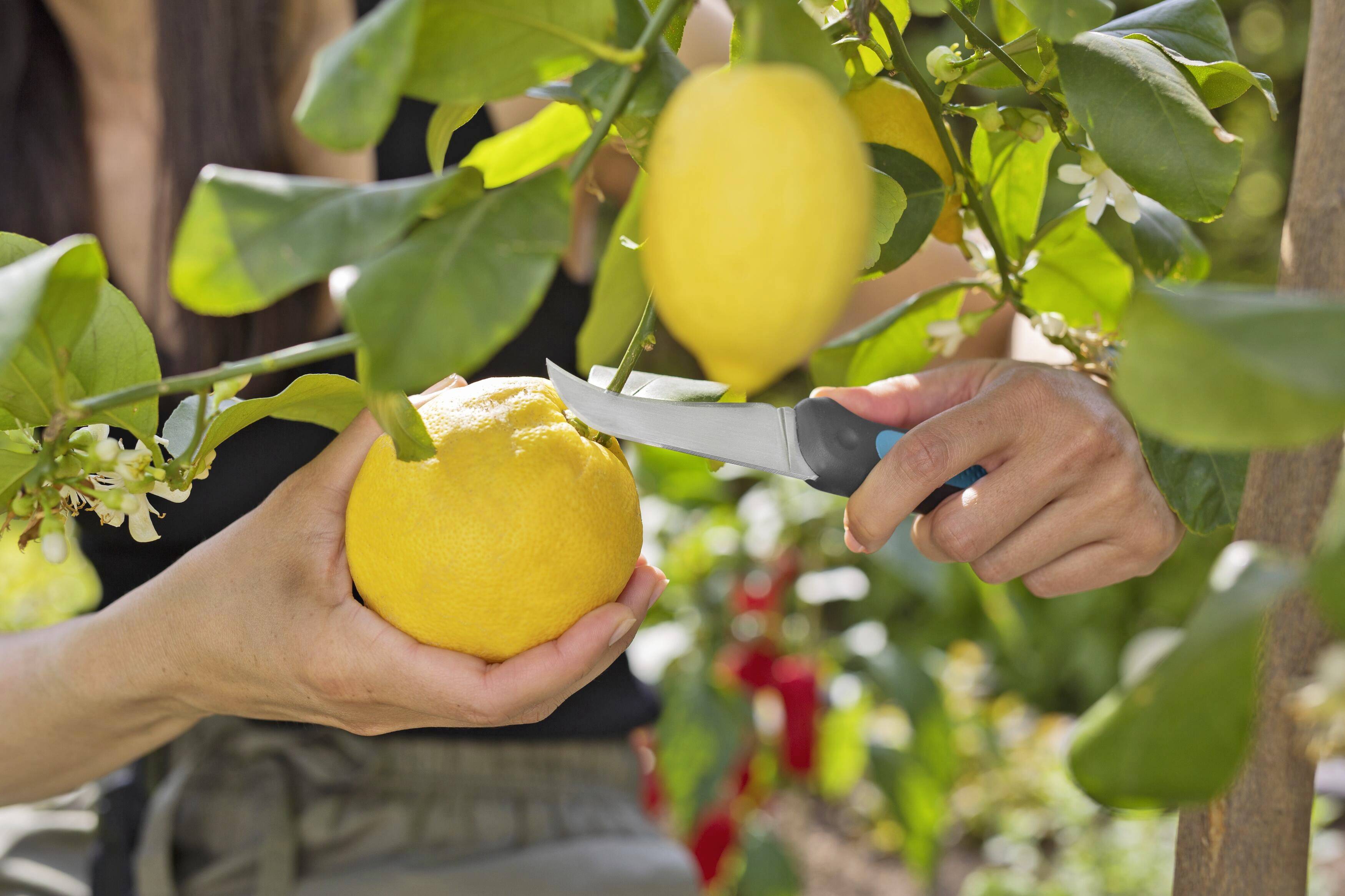 Une personne coupe un citron sur un arbre à l'aide d'un couteau. La scène se déroule dans un jardin aux feuillages verdoyants.
