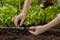 Des mains installent un système d'irrigation dans un jardin potager avec des laitues sur un sol sombre.