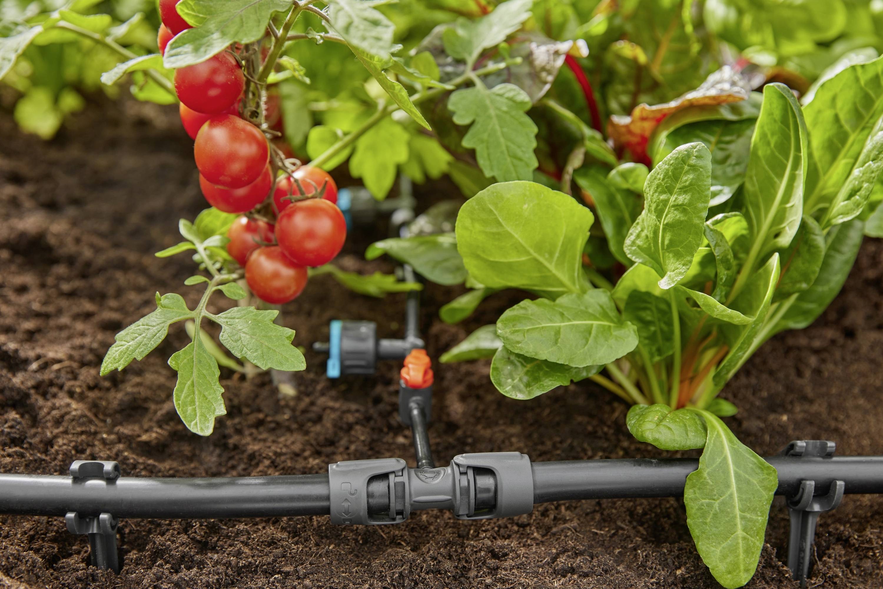 Système d'irrigation goutte à goutte arrosant un carré de jardin avec des tomates mûres et des légumes à feuilles vertes, illustrant une distribution d'eau efficace.