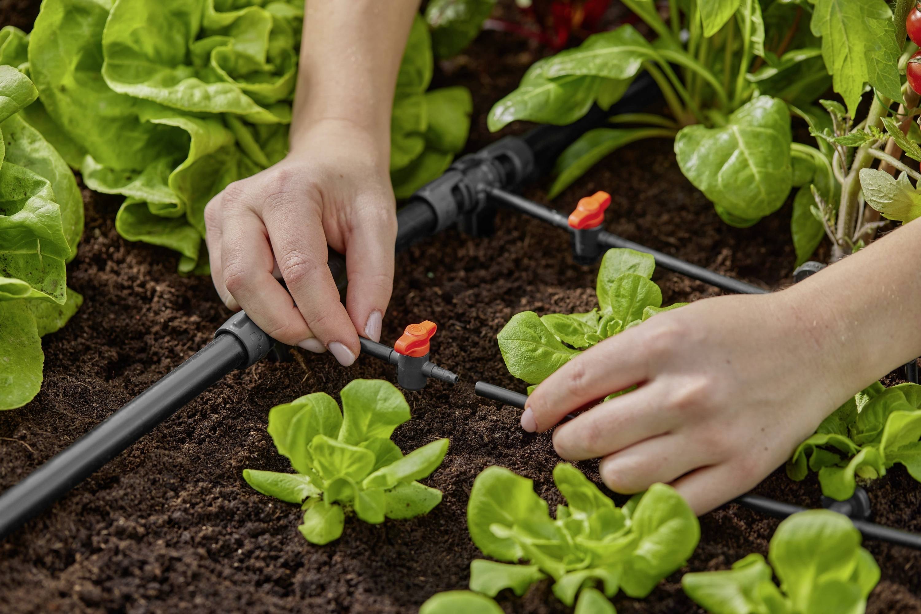 Des mains ajustant un système d'irrigation goutte à goutte parmi de jeunes plants de laitue dans un jardin, illustrant des pratiques d'arrosage efficaces.