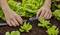 Des mains installent un système d'irrigation goutte à goutte dans un jardin potager avec des légumes à feuilles frais poussant dans le sol.