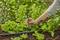Une personne règle un système d'irrigation dans un jardin avec des plants de laitue et d'épinards verts.