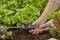 Une personne installe une vanne d'irrigation dans un carré de jardin entre des plants de laitue pour mettre en place un système d'irrigation goutte à goutte.