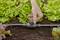 Une main ajuste la valve d'un système de tuyau d'arrosage entre de grandes plants de salade.