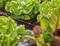 Des têtes de salade poussent dans un jardin avec irrigation goutte à goutte. Au premier plan, des feuilles floues d'une autre plante sont visibles.