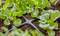 De jeunes plants de salade poussent dans la terre avec un système d'irrigation goutte à goutte. Les feuilles vertes sont disposées densément.