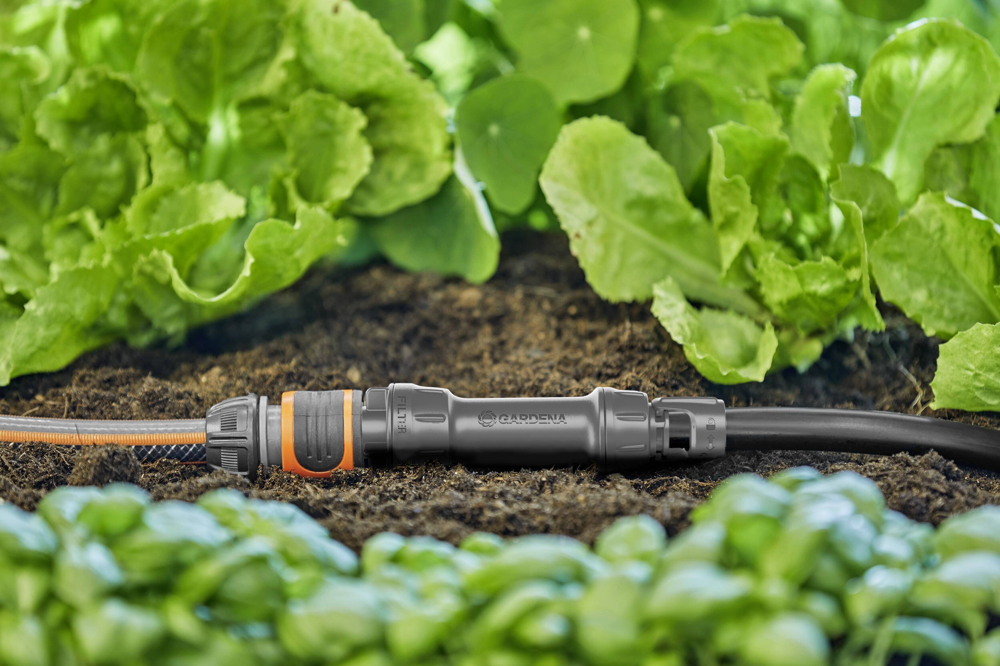Un tuyau d'irrigation dans un jardin potager, entouré de salade verte fraîche, illustre un système d'approvisionnement en eau efficace.